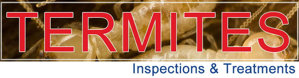 Termite Inspection caboolture